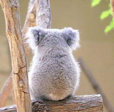 The Koala ~ Australian Fauna by Botanical Baby
